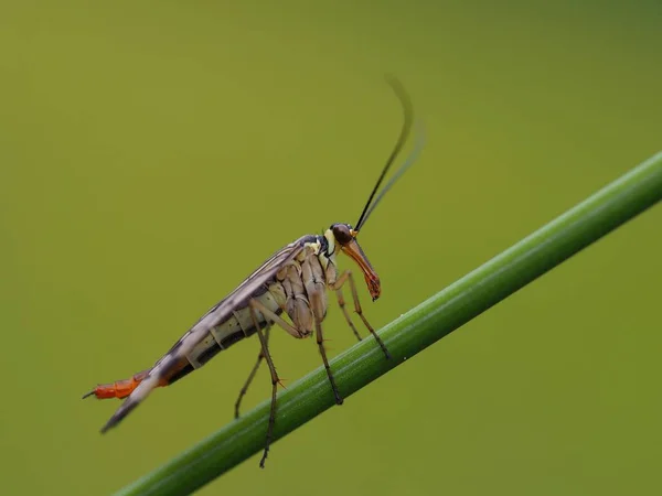 Common Scorpion Fly Insect Floral Nature — Stock Photo, Image