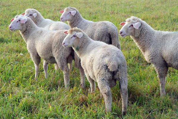 Ganado Doméstico Pastos Agrícolas —  Fotos de Stock