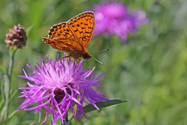 Meadowsweet Fritillary Violet Silverfinch Brenthis Ino — стоковое фото