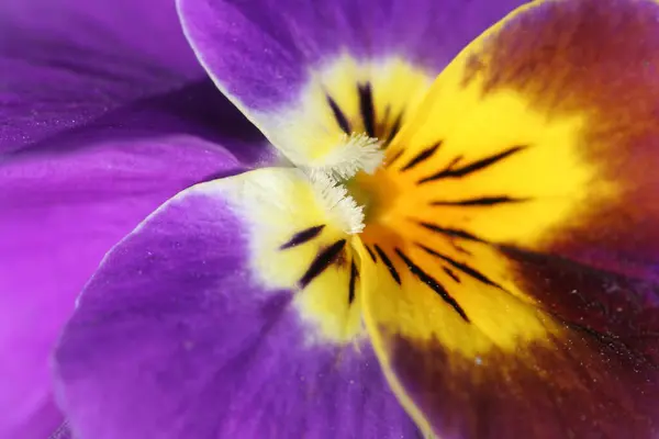 Красиві Квіти Панцирів Садова Квітка — стокове фото