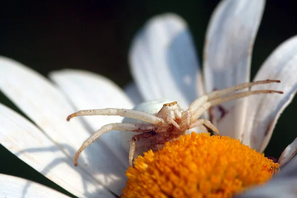 Misumena Vatia Μεταλλαγμένη Αράχνη Καβουριών — Φωτογραφία Αρχείου