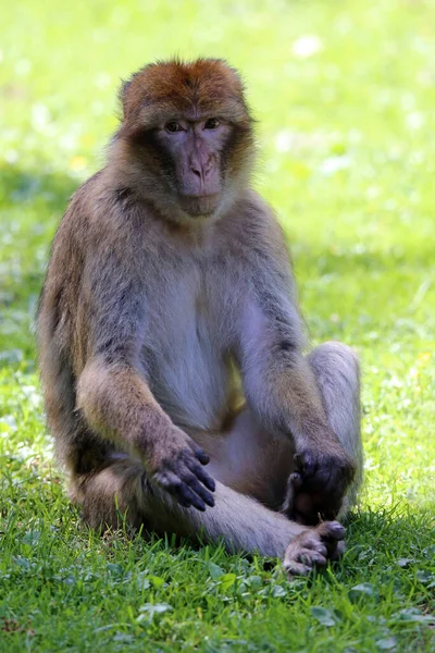 Mono Barba También Magot Macaca Sylvanus —  Fotos de Stock