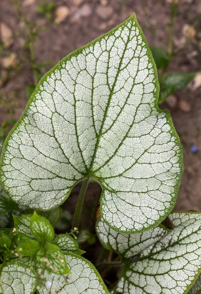 花园中的红叶褐藻 西伯利亚虫草 Brunnera Macrophylla Jack Frost — 图库照片