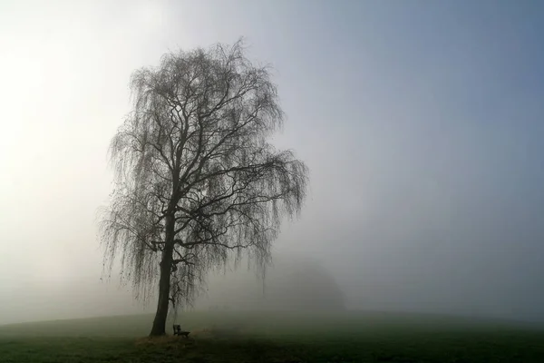 Alte Birke Morgennebel — Stockfoto