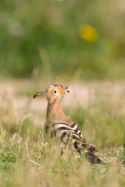 Scenic View Beautiful Bird Nature — Stock Photo, Image