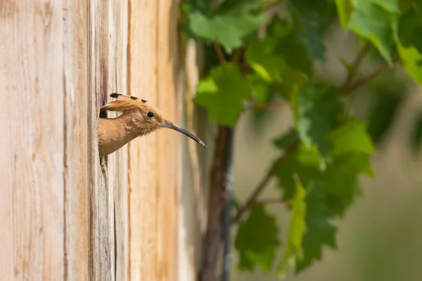 Vista Panoramica Bellissimo Uccello Natura — Foto Stock