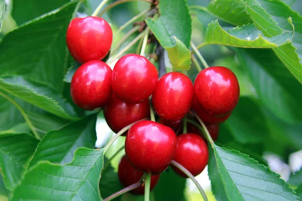 Savoureuses Cerises Douces Sur Fond Gros Plan — Photo