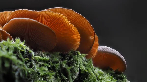 Mushrooms Soil Perspective — Stock Photo, Image