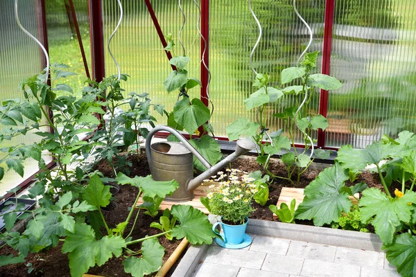 Bahçedeki Serada Sebze Yetişiyor — Stok fotoğraf