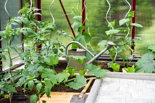 庭の温室で栽培された野菜は — ストック写真