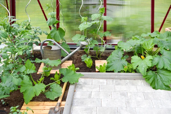 Vegetable Growing Greenhouse Garden — Stock Photo, Image