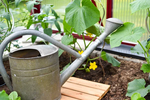 Hortalizas Que Crecen Invernadero Del Jardín — Foto de Stock