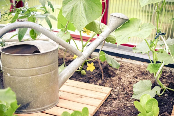 Hortalizas Que Crecen Invernadero Del Jardín — Foto de Stock