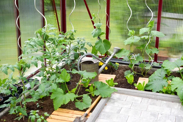 Καλλιέργεια Λαχανικών Στο Θερμοκήπιο Στον Κήπο — Φωτογραφία Αρχείου