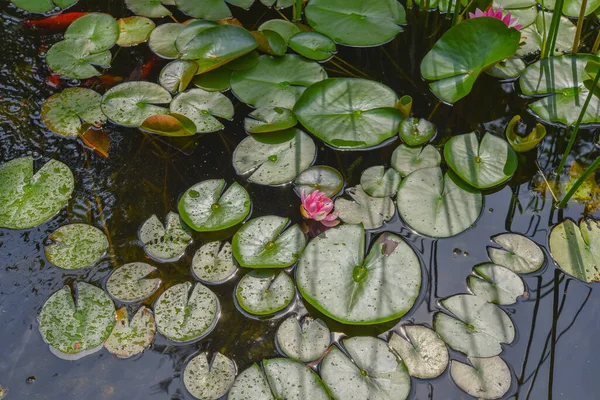 睡蓮の池に — ストック写真