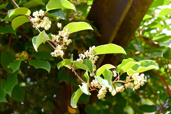 Kiwi Flor Kiwis Jardim Casa — Fotografia de Stock