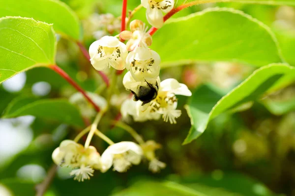 Kiwi Blomma Kiwis Hemträdgården — Stockfoto