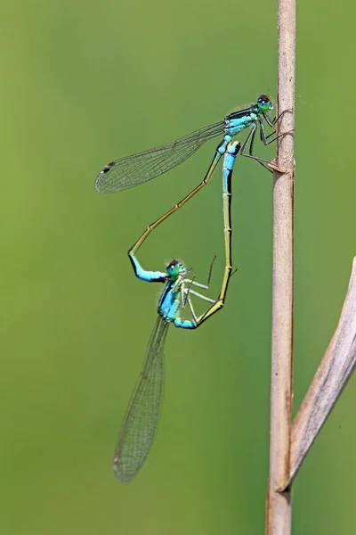 Paarung Bei Den Hufeisennviriden Coenagrion Puella — Stockfoto