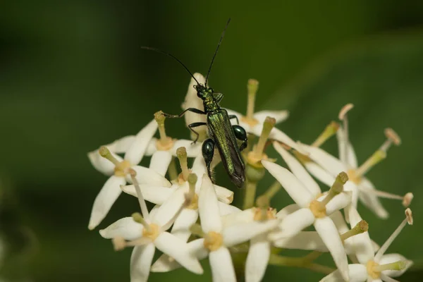花の人形に緑のモックバック甲虫 — ストック写真