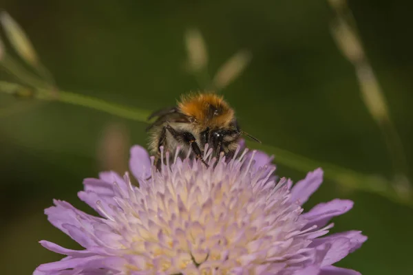 Elchhummel Auf Krätze — Stockfoto