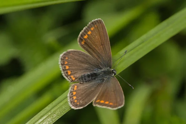 Brun Foncé Bleu Ulring Assis Sur Brin Herbe — Photo