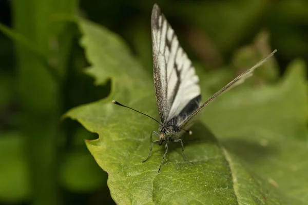 Gros Plan Une Écharpe Blanche Colza — Photo