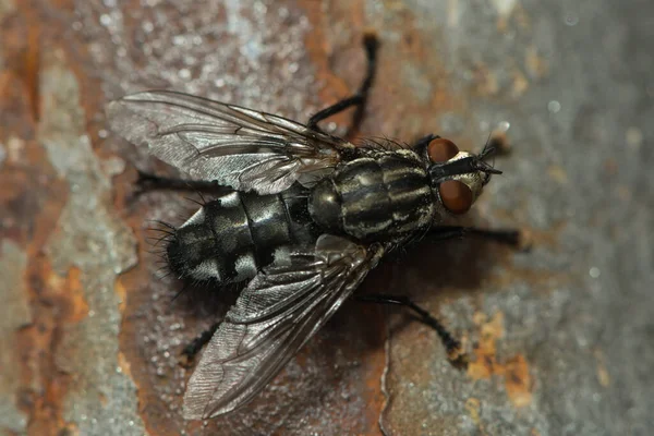 Mosca Senta Uma Haste Ferro Enferrujado — Fotografia de Stock