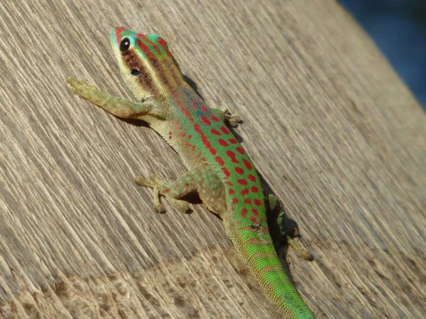 Mauritius Prydnadsdag Gecko Phelsuma Ornata Bel Mare — Stockfoto