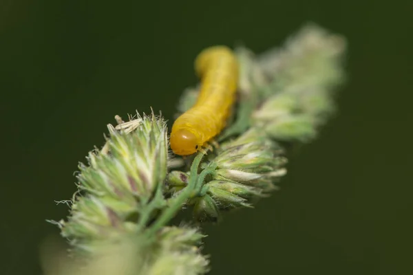 caterpillar of the spring cross-winged wingman