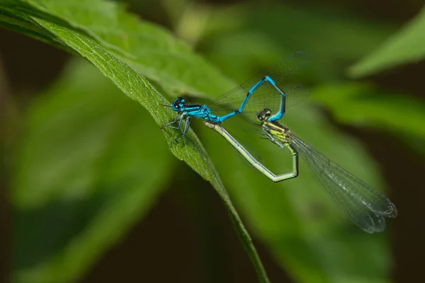 Libelleninsekt Kleiner Käfer Mit Flügeln Der Natur — Stockfoto