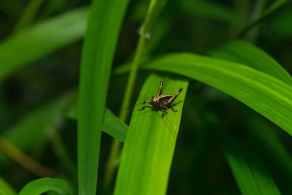 Ninfa Encogimiento Hombros —  Fotos de Stock