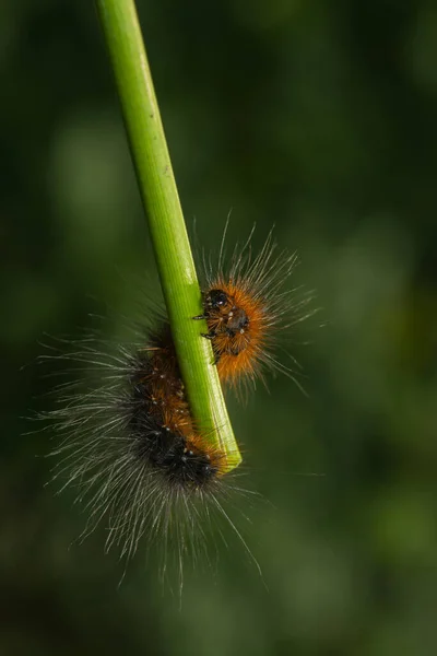 Chenille Ours Brun — Photo