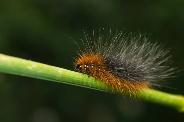 Raupe Des Braunbären — Stockfoto