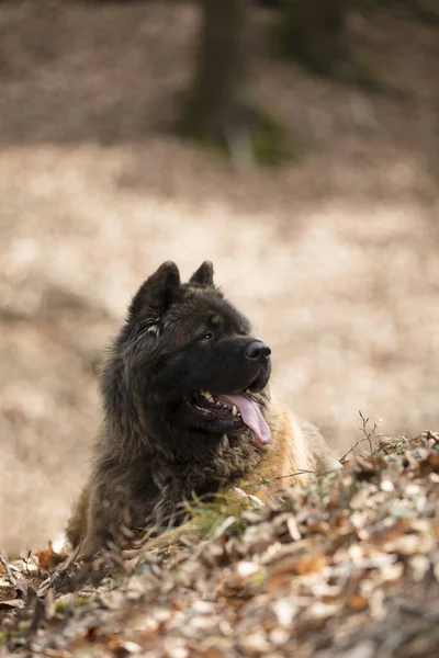 Akita Inu Cane Razza Giapponese — Foto Stock