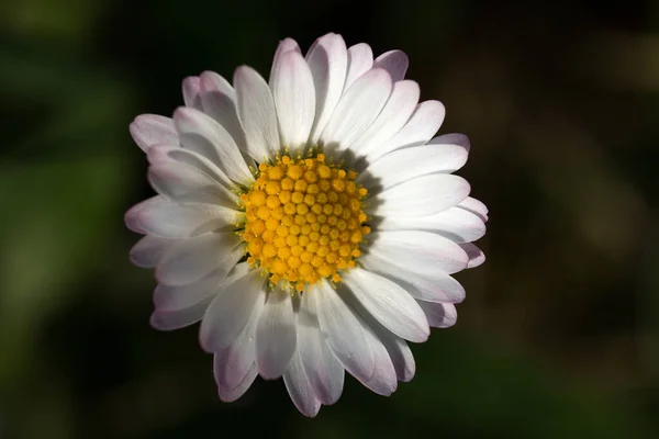 Gänseblümchen Feilen Blüten Sommerflora — Stockfoto