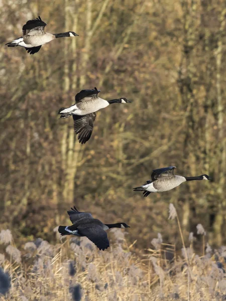 Kanadagany Branta Canadagensis Nsw — Zdjęcie stockowe