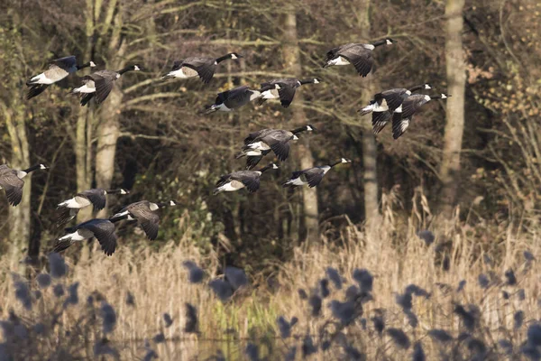 Kanadagany Branta Canadagensis Nsw — Zdjęcie stockowe