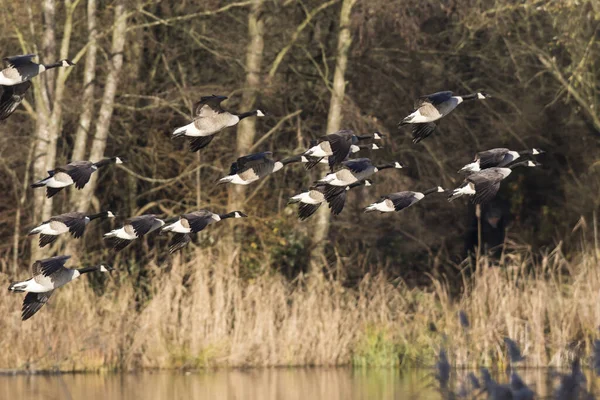 Kanadagany Branta Canadagensis Nsw — Zdjęcie stockowe