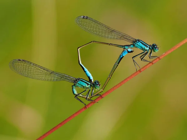 Detailní Makro Pohled Hmyz Vážky — Stock fotografie