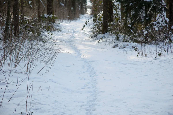 Forest Trail Covered Snow Day Winter — Stock Photo, Image