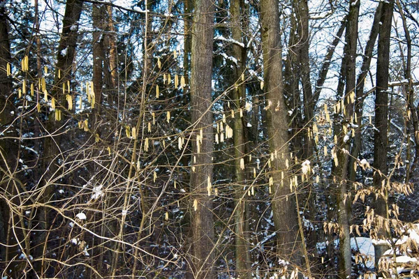 冬日里 森林里的榛子灌木 — 图库照片