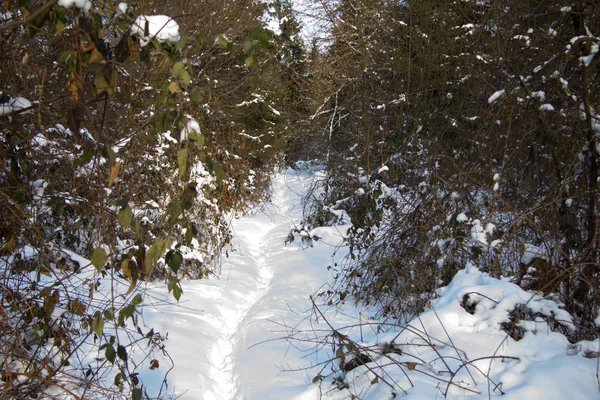 Forest Landscape Covered Snow Day Winter — Stock Photo, Image