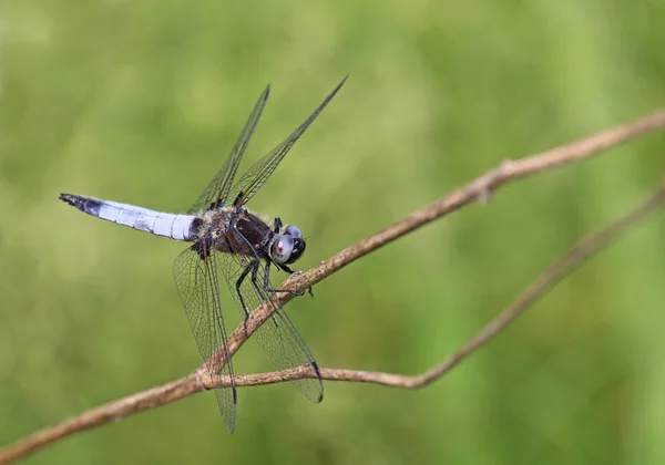 Mannelijke Platte Buik Libellula Depressa — Stockfoto