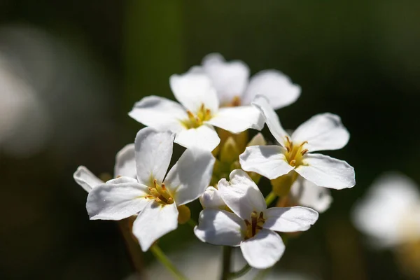 Pěnové Květy Řeřichy Makro — Stock fotografie