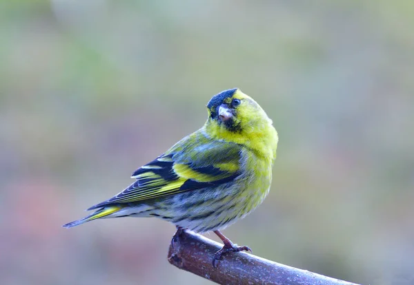 Vue Panoramique Bel Oiseau Nature — Photo