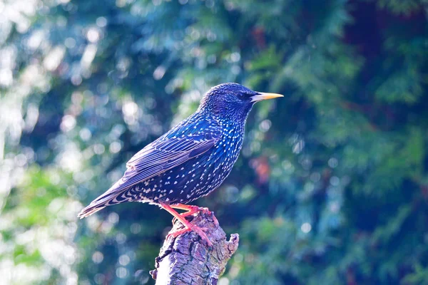 Vacker Utsikt Över Vacker Fågel Naturen — Stockfoto