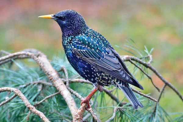 Vogelbeobachtung Niedlicher Vogel Wilder Natur — Stockfoto