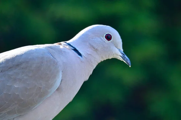 Colombe Turque Pendant Quête Nourriture — Photo