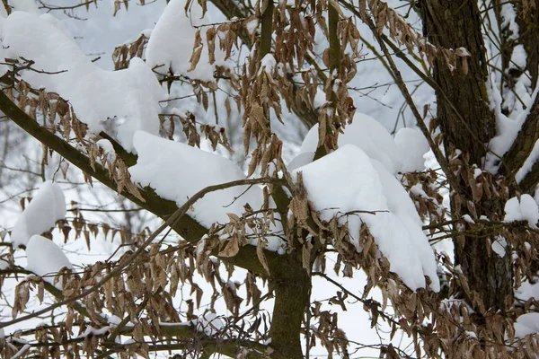 Arbre Feuilles Caduques Avec Des Feuilles Brunes Séchées Avec Neige — Photo