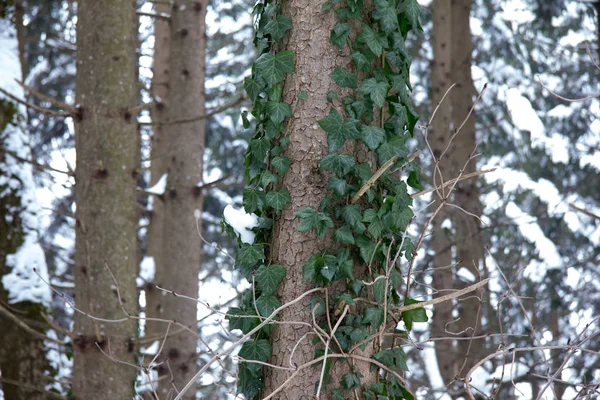 冬日里 常春藤在森林里的一棵树旁打滚 — 图库照片